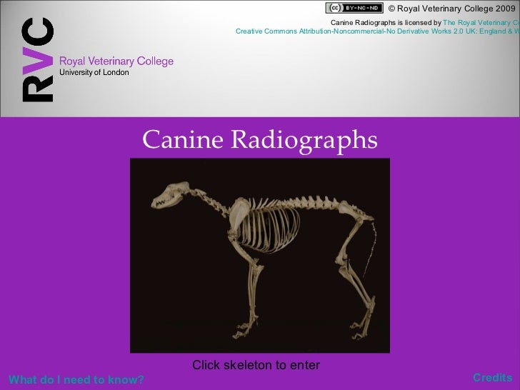 Canine radiographs