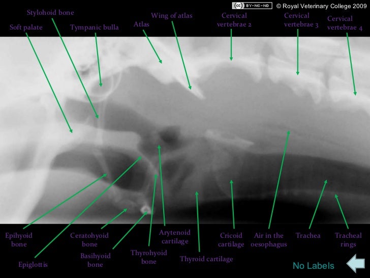 elongated palate in pugs canine radiographs elongated palate in pugs canine radiographs