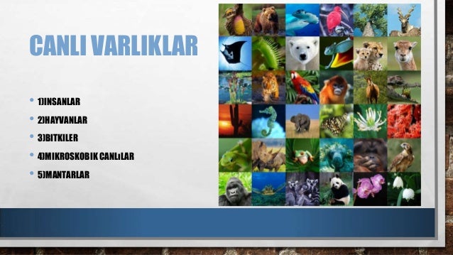 Cevremizdeki Varliklari Taniyalim 3 Sinif Youtube