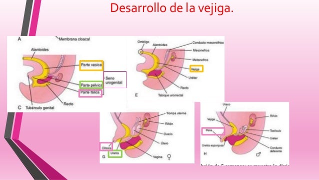 La escoliosis poyasnichno del departamento de pecho de la columna vertebral
