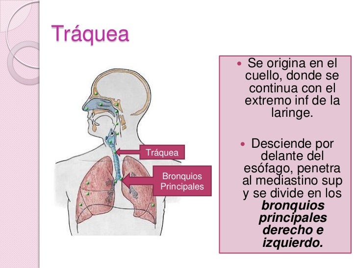 La osteocondrosis sheynogo no puedo tragar el departamento