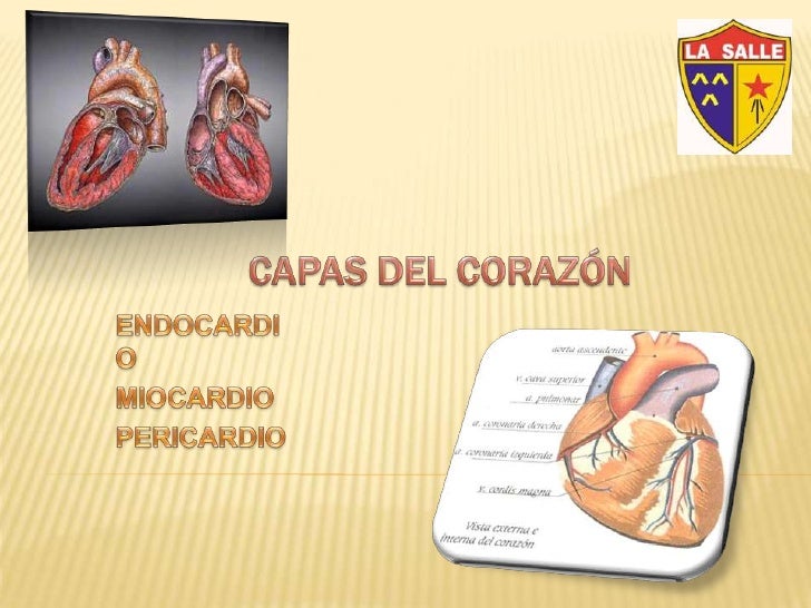 Sistema Cardiovascular.... Capas del Corazon