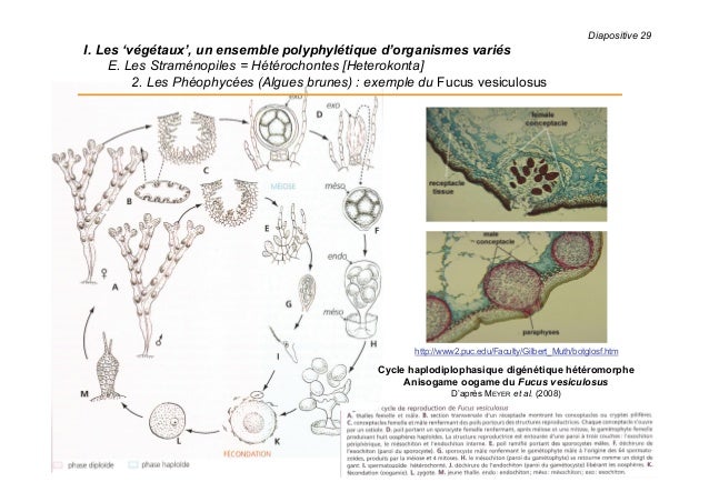 Rencontre spermatozoide avec ovule