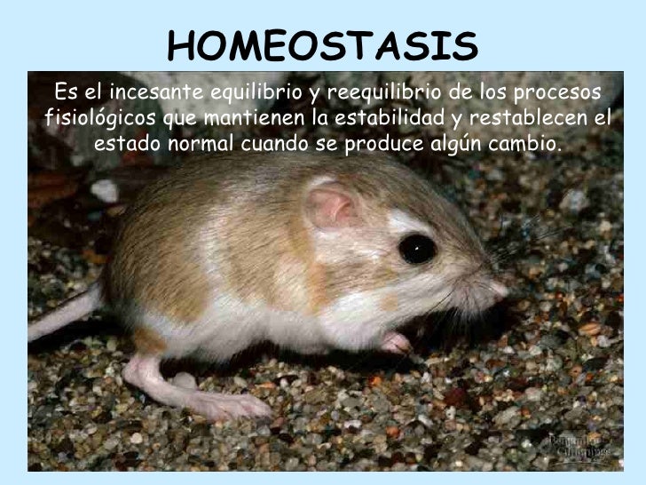 Que Es La Homeostasis En Animales es.slideshare.net