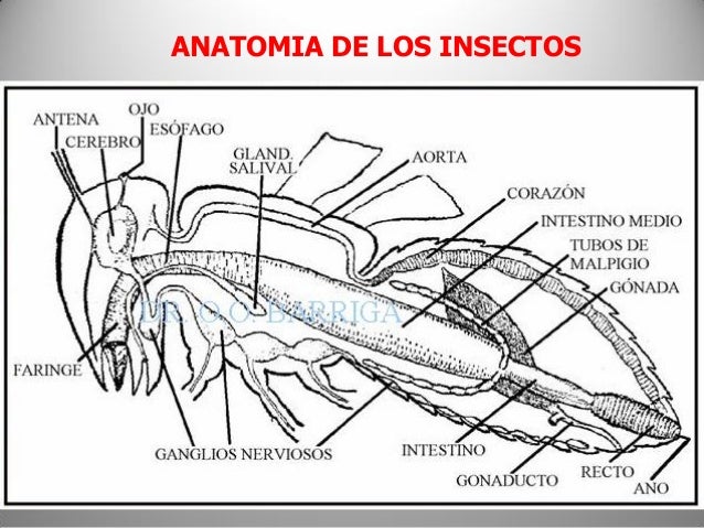 Anatomia de los Insectos