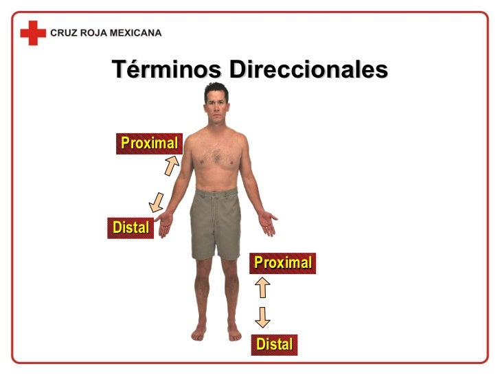 CapíTulo 04 El Cuerpo Humano