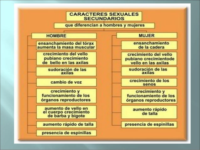 Caracteres sexuales aparato reproductor