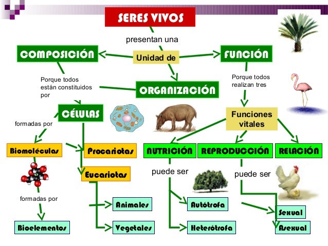 Características de los seres vivos