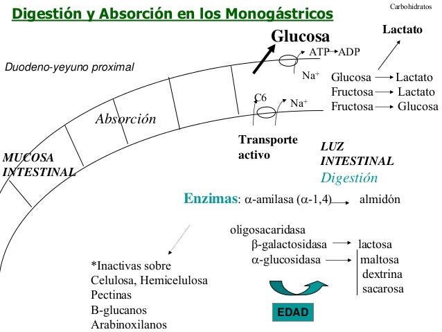 Carbohidratos 2