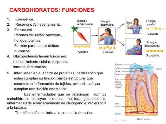 Carbohidratos resumen