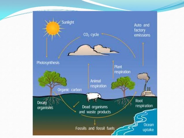 Carbon and nitrogen cycle diagram of the carbon and nitrogen cycle 