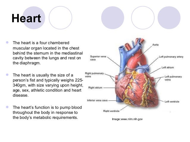 heart functions Science of the heart: at the heartmath institute research center these influences profoundly affect brain function and most of the body’s major organs. heart functions Science of the heart: at the heartmath institute research center these influences profoundly affect brain function and most of the body’s major organs.