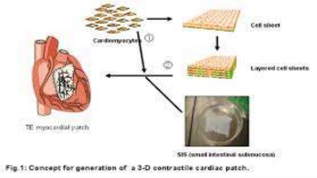 Cardiac tissue engineering