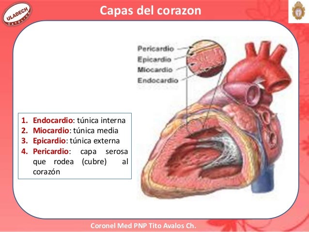 Cardio resp