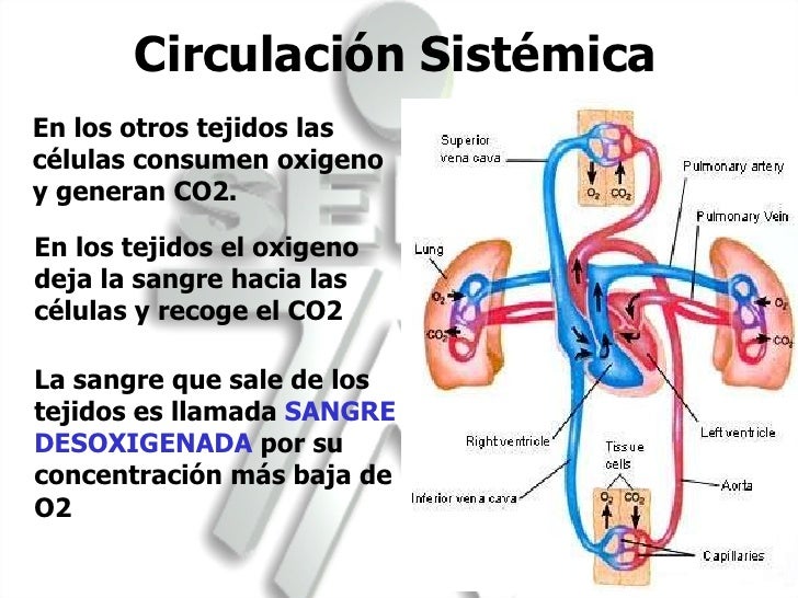Resultado de imagen para circulación sistemica