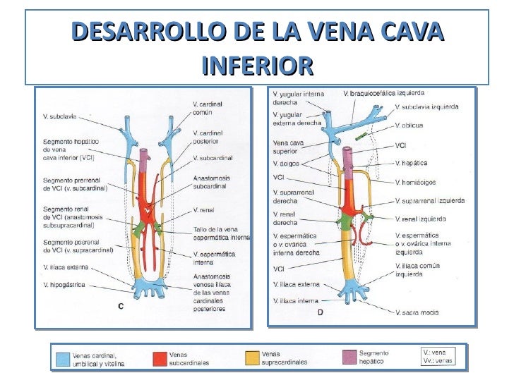 fomacion del aparato Cardiovascular