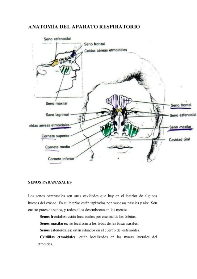 La distensión sheyno del departamento de pecho de la columna vertebral