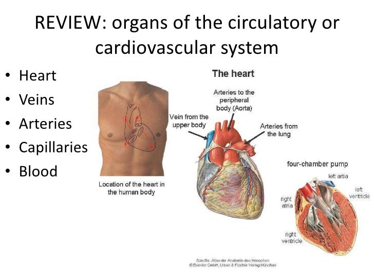 Cardiovascular system