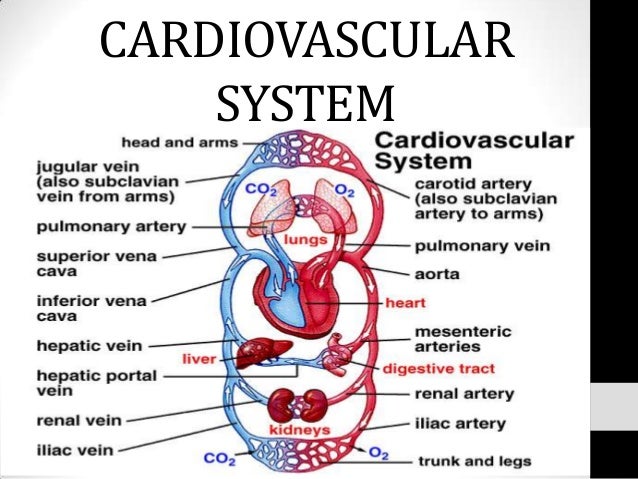 Cardiovascular system owl digestive system diagram 