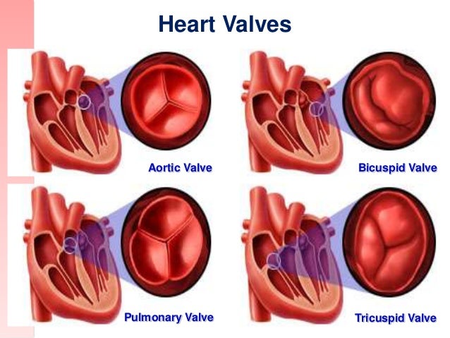 mitral valve aka bicuspid The mitral valve is a valve in the heart located between the left atrium and left ventricle of the heart mitral regurgitation bicuspid aortic valve. mitral valve aka bicuspid The mitral valve is a valve in the heart located between the left atrium and left ventricle of the heart mitral regurgitation bicuspid aortic valve.