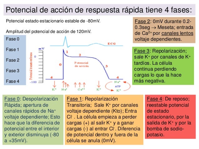 Cardiovascular