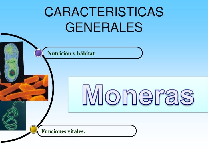 Imagenes+Del+Reino+Monera CARACTERISTICAS GENERALES Nutrición y hábitatFunciones vitales.