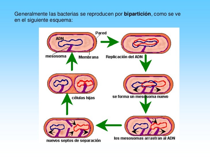 Caracteristicas Reino Monera