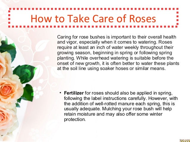 caring for rose garden plants galore online caring for rose garden plants galore online