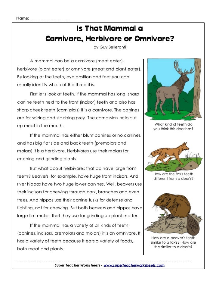 Carnivores Herbivores or Omnivore