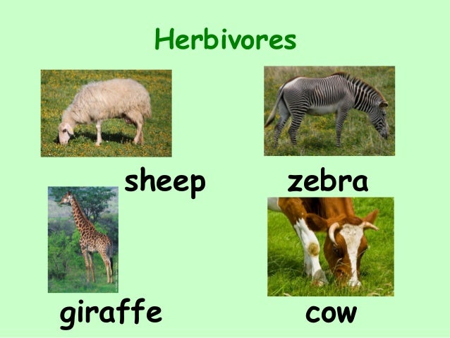 Image result for herbivorous