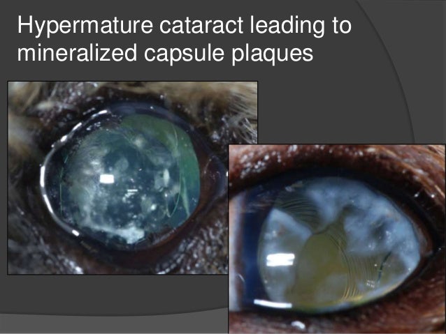 Rate Dog Eye Drops For Cataract Rate Dog Eye Drops For Cataract
