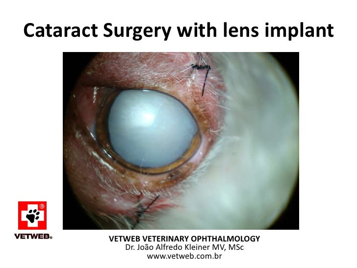 Why Do Dogs With Diabetes Get Cataracts Why Do Dogs With Diabetes Get Cataracts