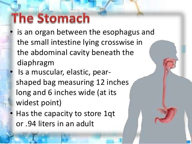 what is the role of muscles of stomach wall in our digestive system