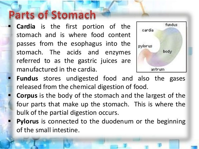 fundus of stomach function a part of digestive system the stomach parts functions fundus of stomach function a part of digestive system the stomach parts functions