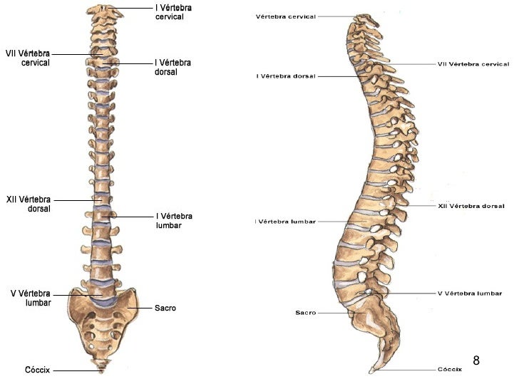 HUESOS COLUMNA VERTEBRAL huesos columna vertebral: