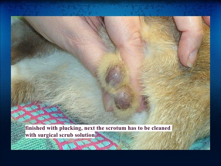 neutering a procedure cat neuter procedures neutering a procedure cat neuter procedures