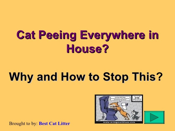 Why Do Cats Urinate internal the House