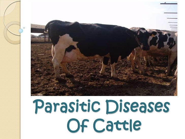 Cattle infectious diseases not final Cattle infectious diseases not final