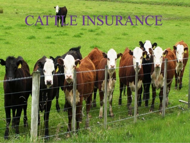 cattle-insurance-1-638.jpg?cb=1405943133