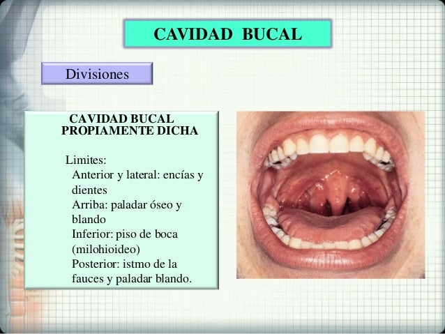 vestibulo y cavidad bucal cavidad bucal vestibulo y cavidad bucal cavidad bucal