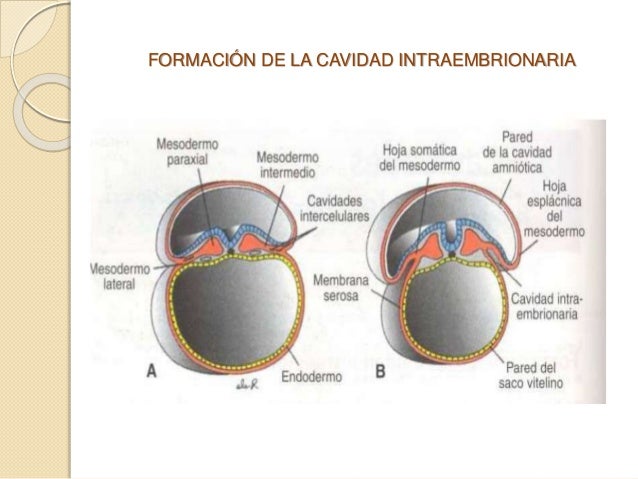 Resultado de imagen para cavidad intraembrionaria