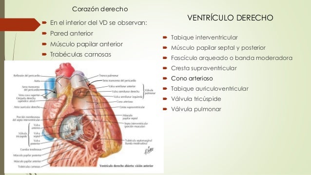 Cavidades del corazón
