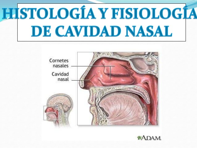 Cavidad nasal...