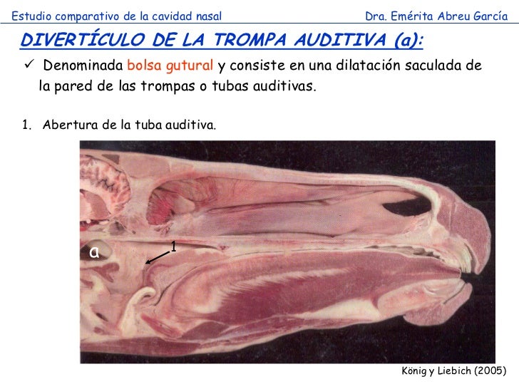 Cavidad nasal comparada