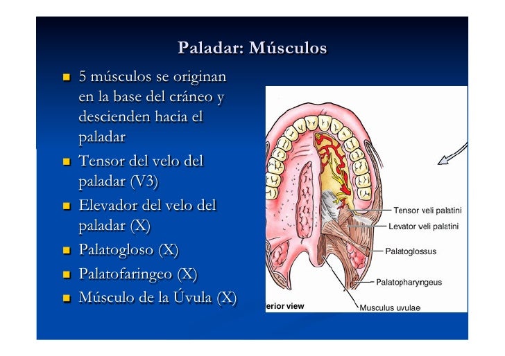 Cavidad oral Cavidad oral