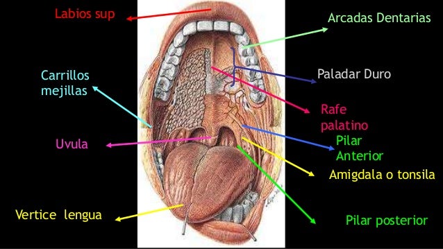 Cavidad oral def
