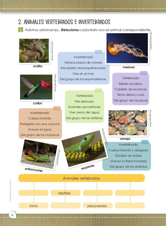 almeja