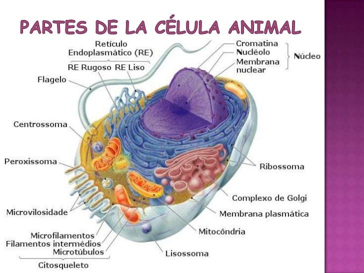 Celula animal y vegetal sin partes