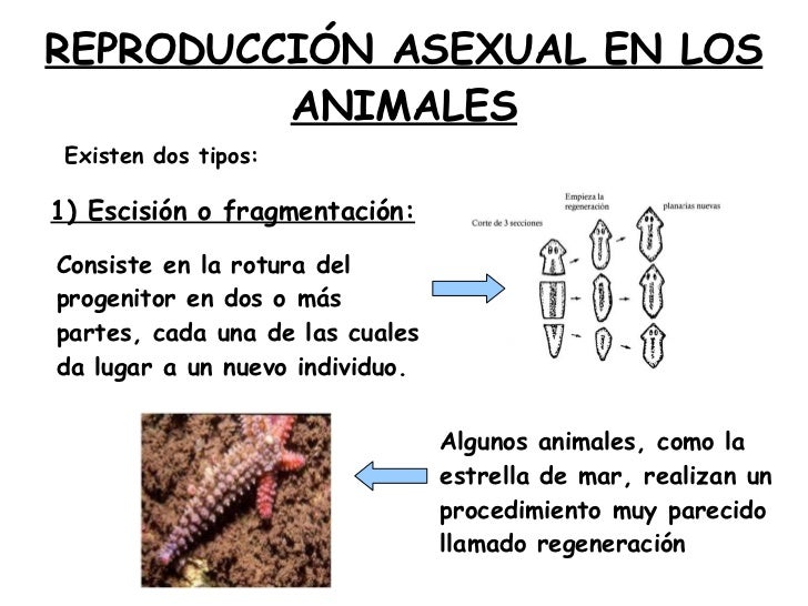 Resultado de imagen para reproducción asexual en animales