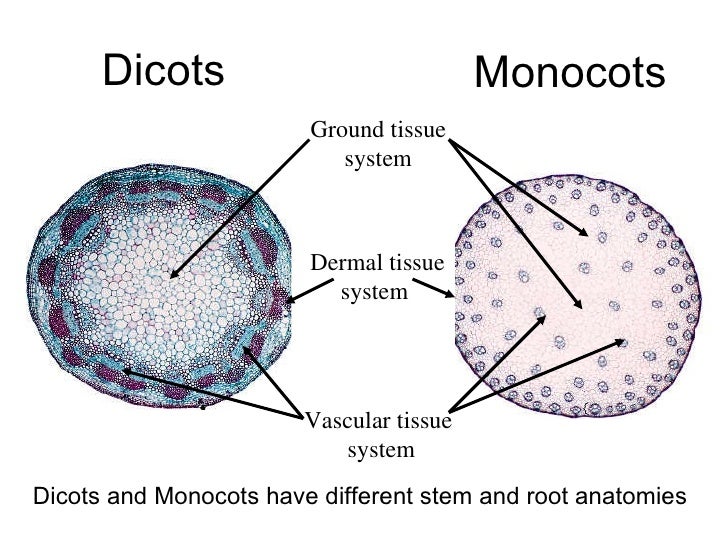 vascular tissue diagram pics for gt vascular tissue in plants diagram vascular tissue diagram pics for gt vascular tissue in plants diagram